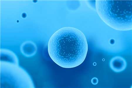 试管囊胚和鲜胚费用,鲜胚和囊胚哪个成功率高